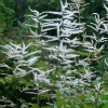 Aruncus dioicius - Abriachan nurseries